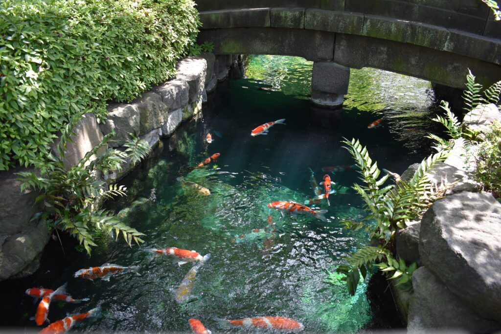 Sensjo-ji-karpie-w-świątyni