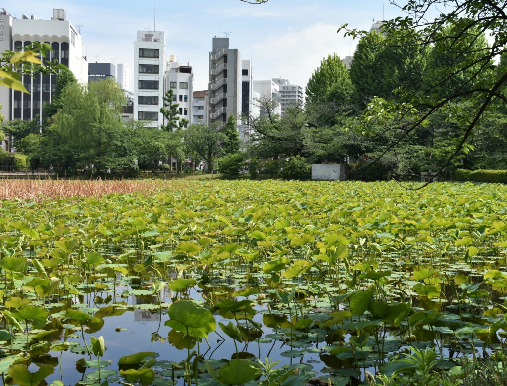 podróż-do-japonii-ueno