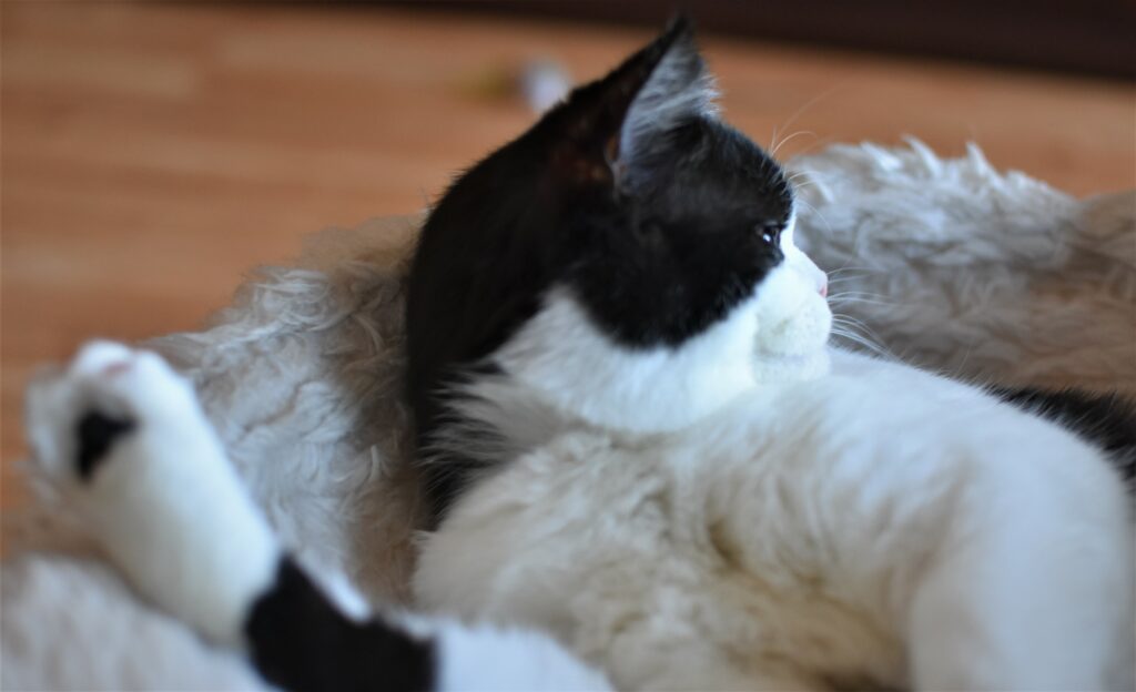 dlaczego-warto-mieć-kota