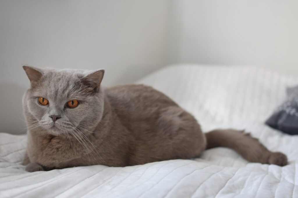 dlaczego-warto-mieć-kota