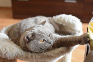 Read more about the article Felieton: Pracując zdalnie, warto mieć kota