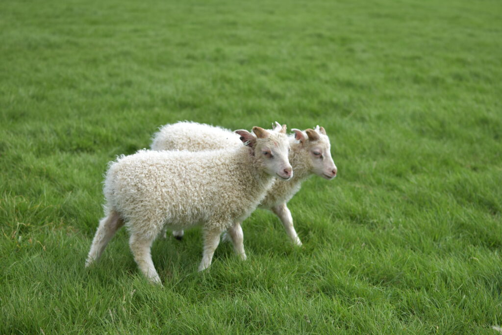 owce-na-islandii
